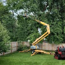 Best Arborist Consultation Services  in El Segundo, CA